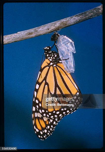 Chrysalis Insect Emerging Chrysalis Photos and Premium High Res Pictures - Getty Images