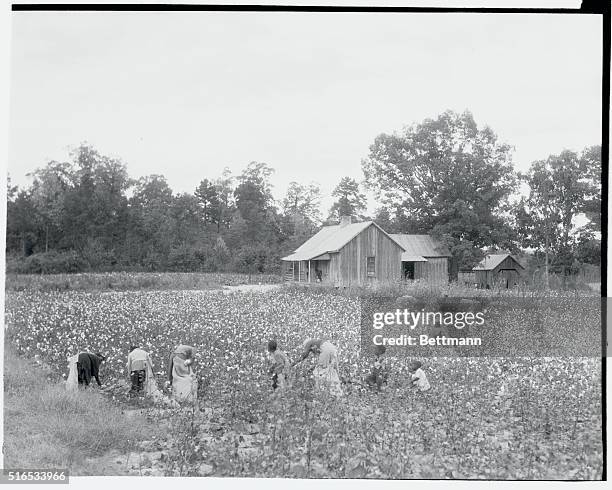 African American cotton pickers picking cotton near a little cabin which houses some of the workers.