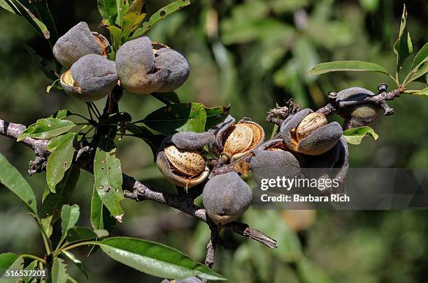 california almonds on the tree ready for harvest - almond tree photos et images de collection