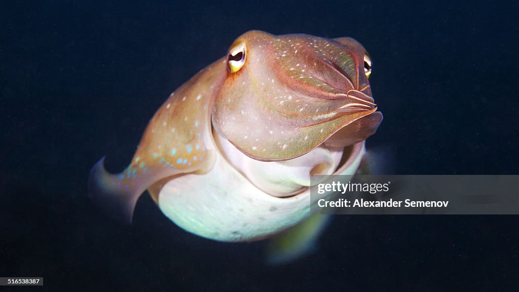 Cuttlefish - Sepia sp.