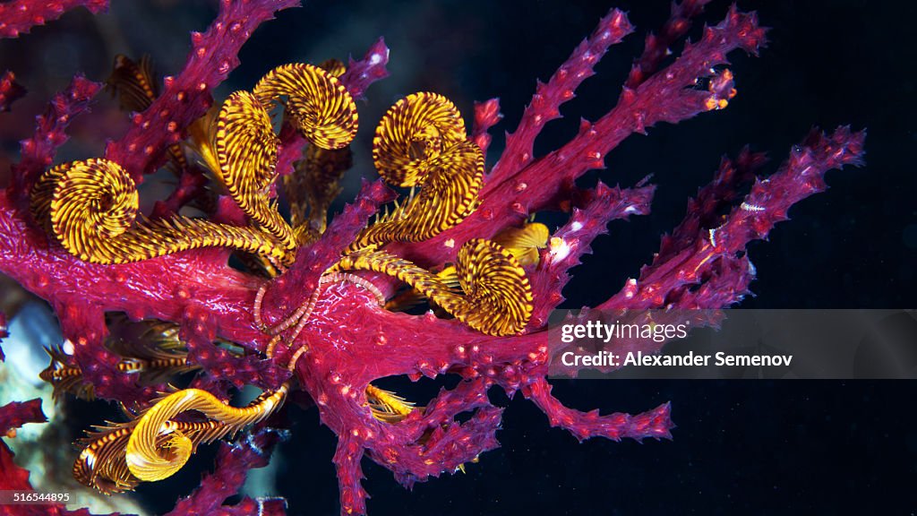 Sea lily - Crinoid