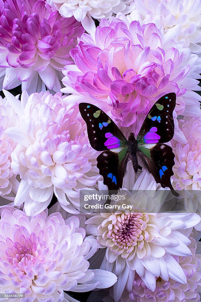 Black and purple butterfly on mums