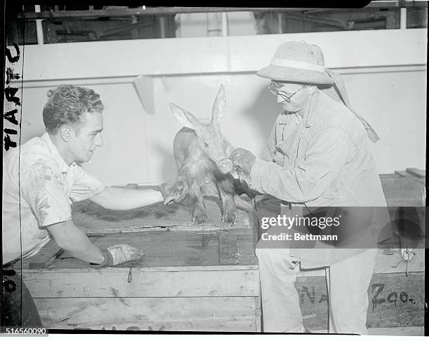 Joseph P. Morgan of the Farrell Lines is shown with an Joseph P. Morgan of the Farrell Lines is shown with an aardvark. Morgan collected the animals...