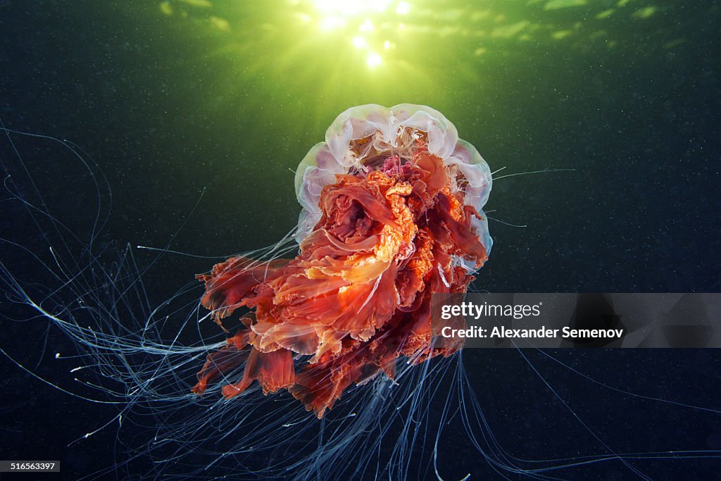 Lion's Mane Jellyfish - Cyanea capillata