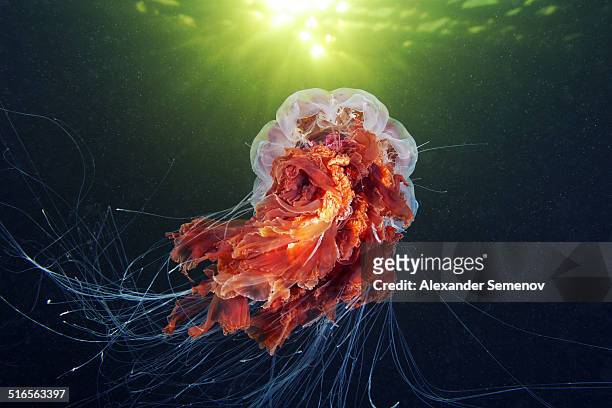 lion's mane jellyfish - cyanea capillata - lions mane jellyfish stock pictures, royalty-free photos & images