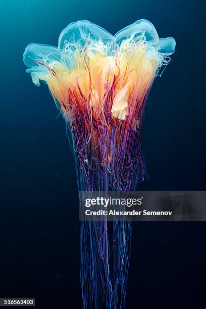 lion's mane jellyfish - lions mane jellyfish stock pictures, royalty-free photos & images