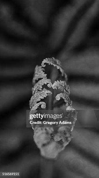 black & white photo of a fern unfurling - hatboro fotografías e imágenes de stock