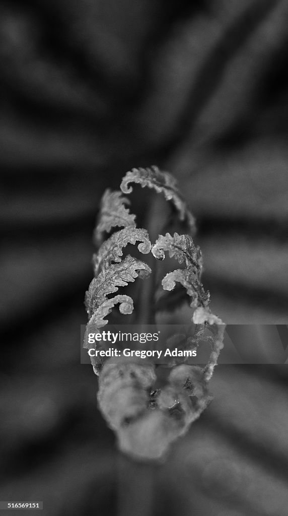 Black & white photo of a fern unfurling