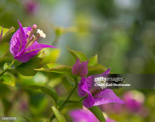 bougainvillea close-up - bougainvillea stock pictures, royalty-free photos & images