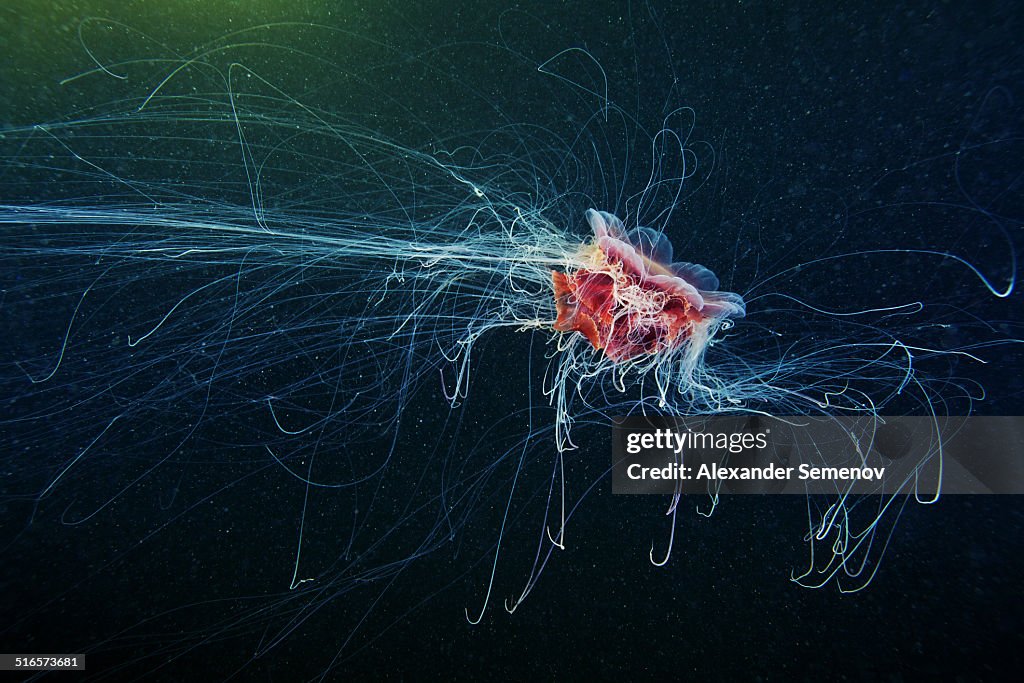 Lion's Mane Jellyfish - Cyanea capillata