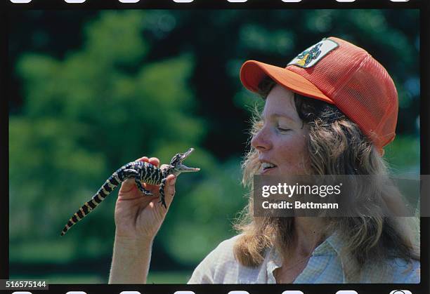 Year-old American alligator seems to protest during inspection by alligator farmer Francine Froehlich. It really shouldn't worry now because it has...