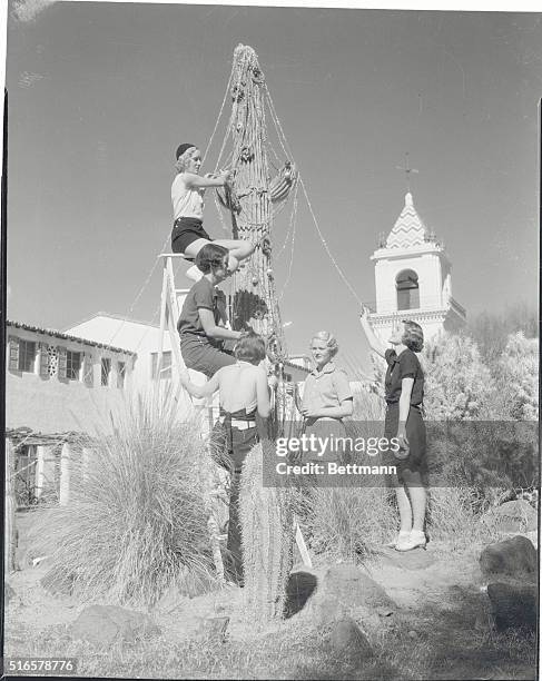 California: Cactus Christmas. The conventional type Christmas tree doesn't grow in Palm Springs, California, but cactus abounds, so girls decorate...