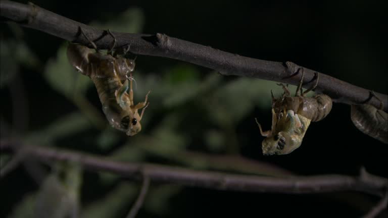 Exploding Cicada Cicada Videos and HD Footage - Getty Images