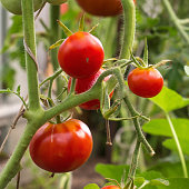 Red tomatoes in hothouse