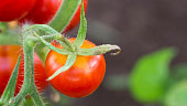 Red tomato in hothouse