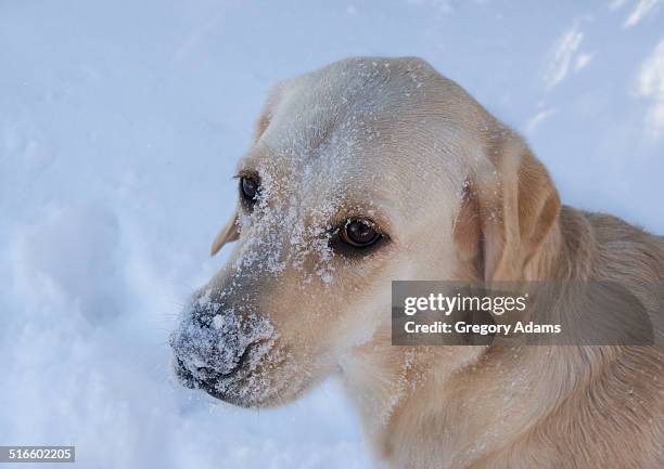 labrador retriever with a snow covered face - hatboro fotografías e imágenes de stock