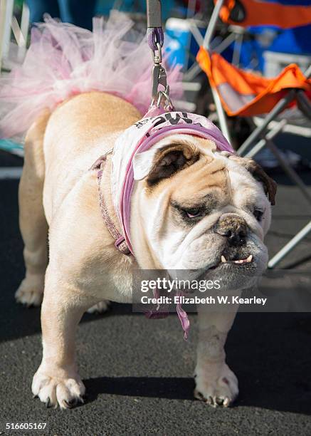 english bulldog in tutu