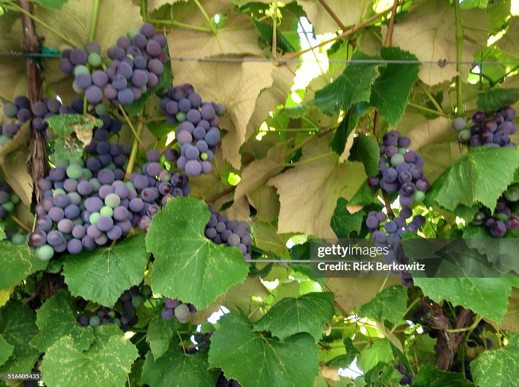 Wine Harvest