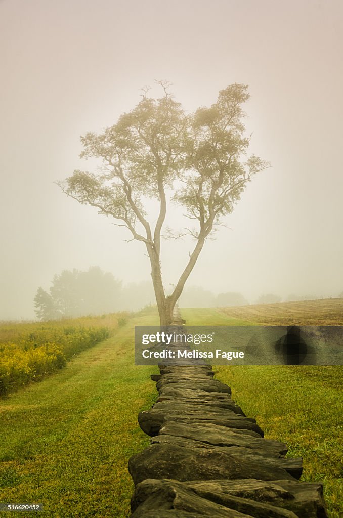 Calming Morning: Scenic View of a tree and stone wall standing in a foggy meadow