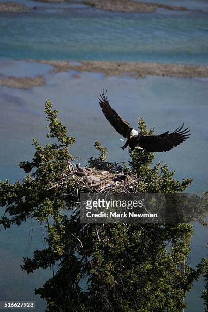 nesting bald eagles - eagle nest foto e immagini stock