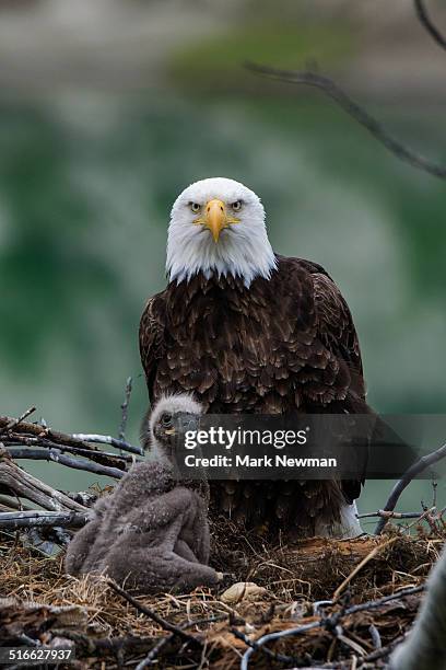 297 Female Bald Eagle Stock Photos High Res Pictures And Images 297-female-bald-eagle-stock-photos-high-res-pictures-and-images