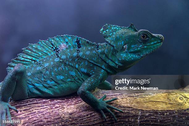 Green basilisk, basiliscus plumifrons