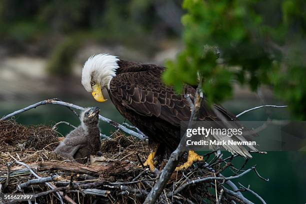 nesting bald eagles - animal nest ストックフォトと画像