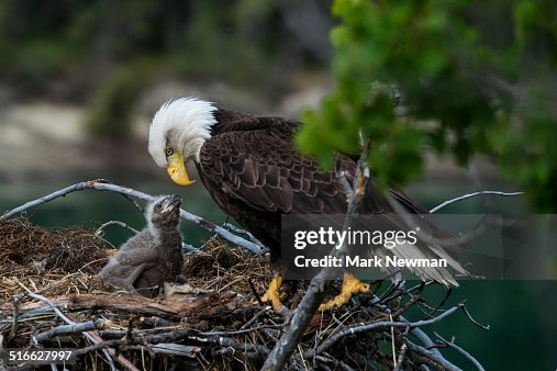 Nesting Bald Eagles Nesting Bald Eagles