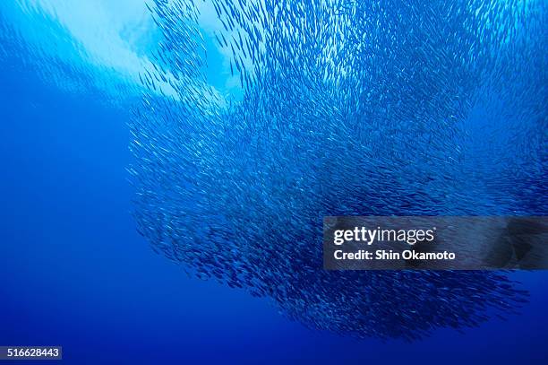 hordes of sardine - sardines ストックフォトと画像