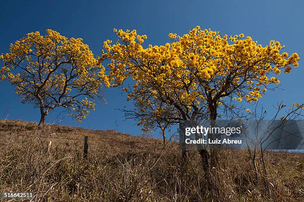 ipê amarelo - amarelo stock pictures, royalty-free photos & images