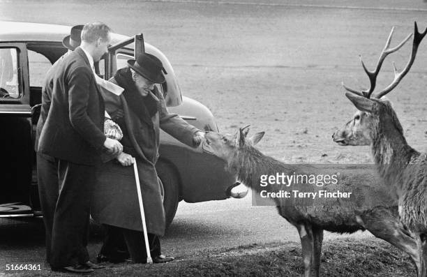 British wartime prime minister Winston Churchill feeds the deer in Richmond Park, accompanied by his private secretary Anthony Montague Brown and...