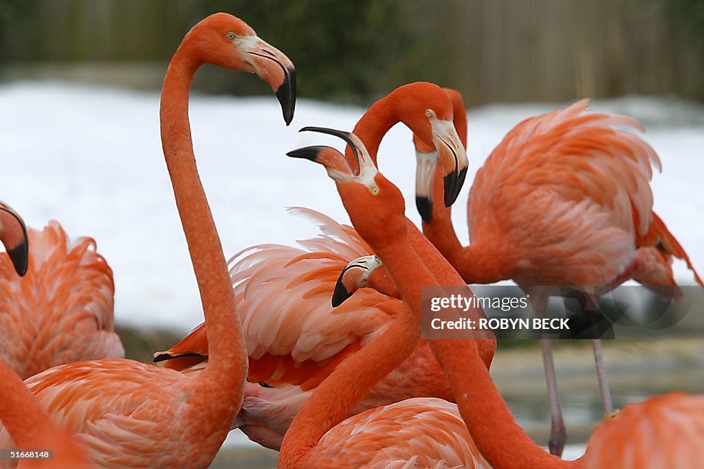 Flamingos communicate with each other as they stan