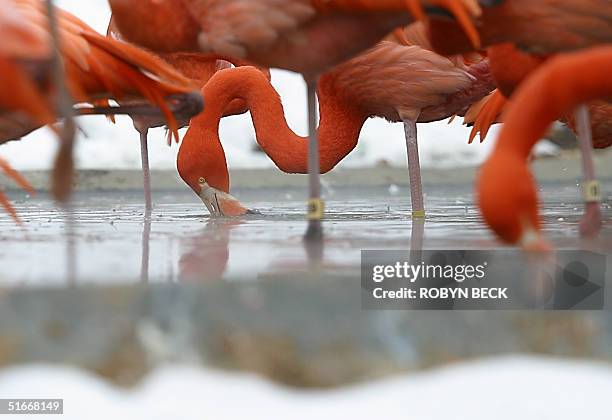 Flamingo feeds in the heated pool surrounded by snow at the National Zoo's outdoor flamingo display 08 December 2002 in Washington, DC. The...