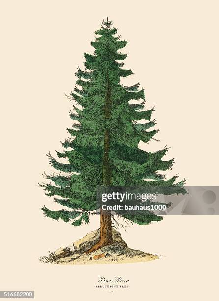 fichte kiefer baum oder pinus picea, viktorianischen botanischen illustrationen - fichte stock-grafiken, -clipart, -cartoons und -symbole