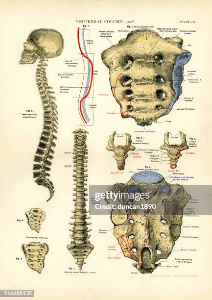 menschliche anatomie-wirbelsäule - medical diagram stock-grafiken, -clipart, -cartoons und -symbole