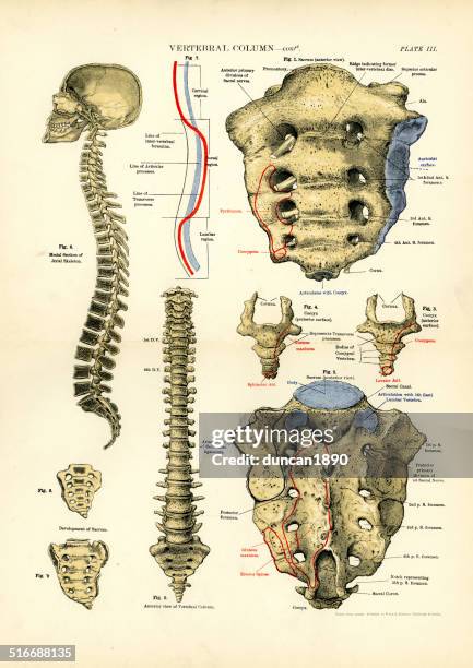 ilustraciones, imágenes clip art, dibujos animados e iconos de stock de anatomía humana; columna vertebral - medical diagram