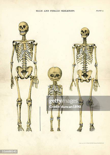 männliche und weibliche skelette - medical diagram stock-grafiken, -clipart, -cartoons und -symbole