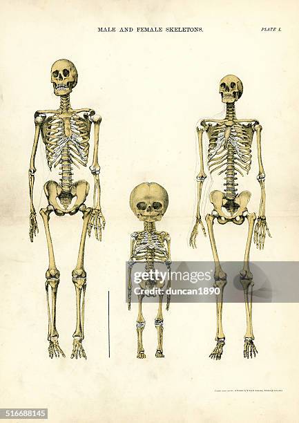 male and female skeletons - anatomy charts stock illustrations