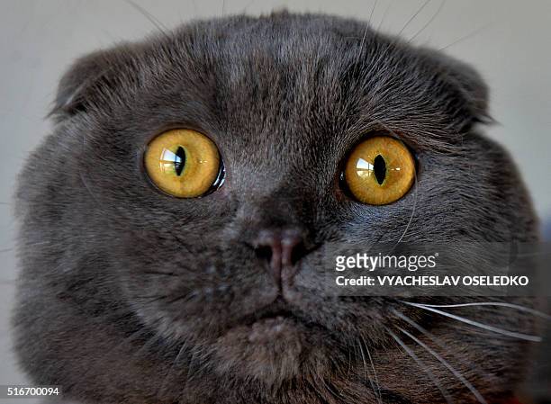 Scottish Fold cat is pictured during a cat exhibition in Bishkek on March 20, 2016. / AFP / VYACHESLAV OSELEDKO