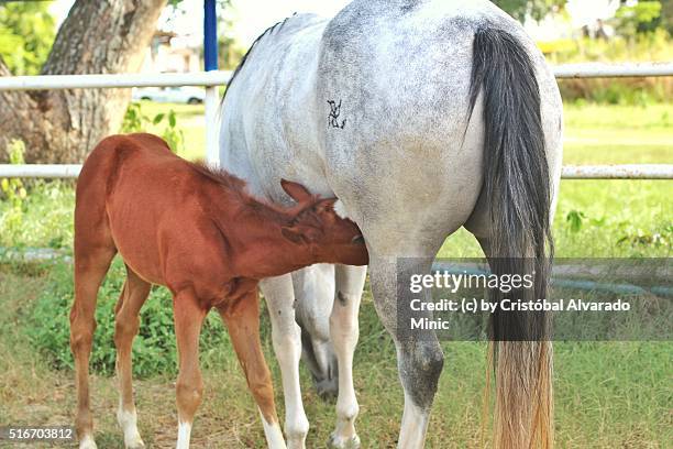 mare and foal suckling - flehmen behaviour foto e immagini stock