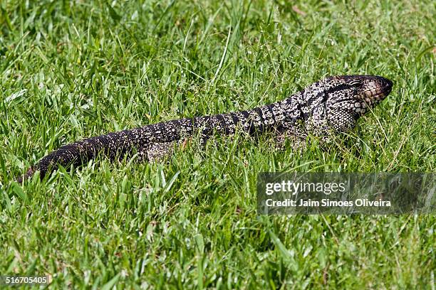 argetine black and white tegu - black and white tegu photos et images de collection