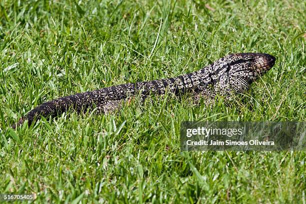 argetine black and white tegu - black and white tegu stock pictures, royalty-free photos & images