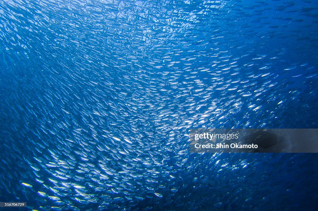 Sardine run