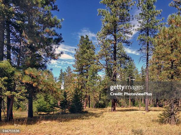 jeffrey pine trees in eastern washington state - pinus jeffreyi stock pictures, royalty-free photos & images