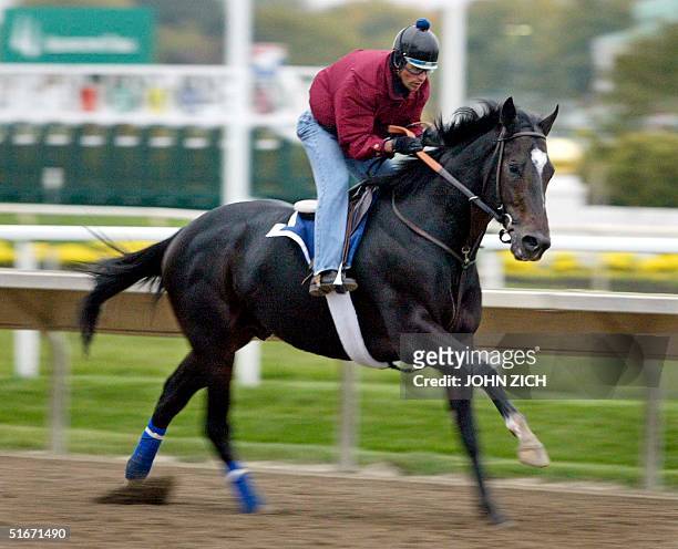 Breeders' Cup favorite Medaglia d'Oro goes through early morning workouts for the Breeders' Cup Classic 23 October, 2002 at Arlington Park in...