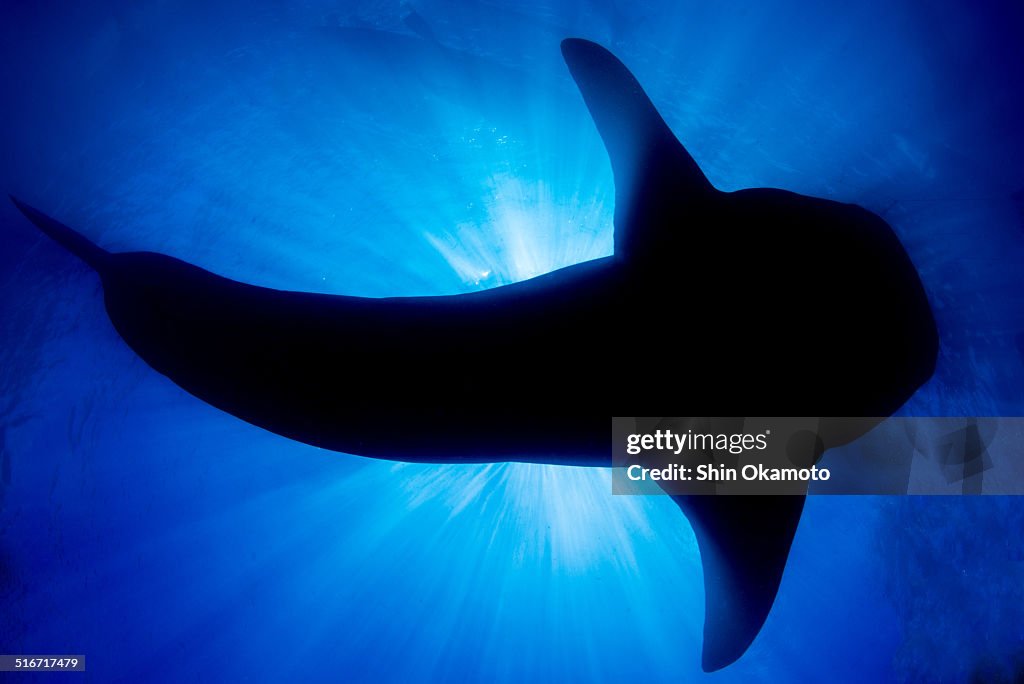 Silhouette of whaleshark