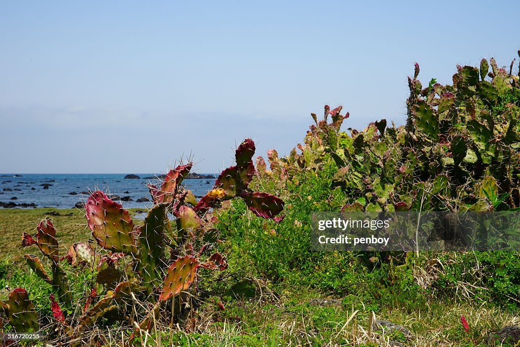 Cactus of seaside, Jeju