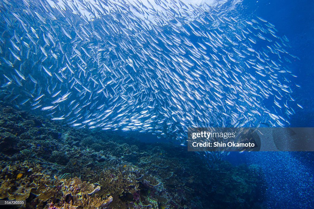 Hordes of sardine