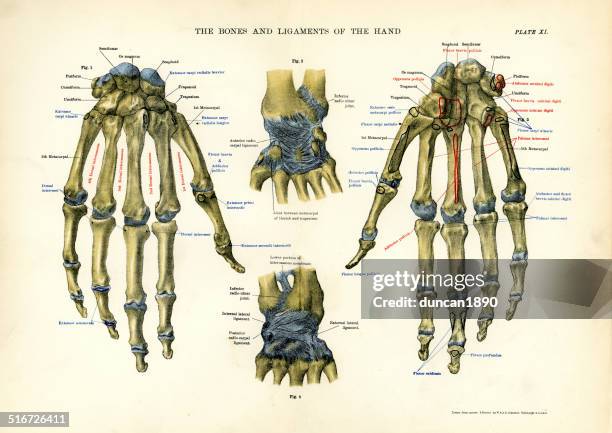 menschliche anatomie knochen und sehnen der seite - medical diagram stock-grafiken, -clipart, -cartoons und -symbole