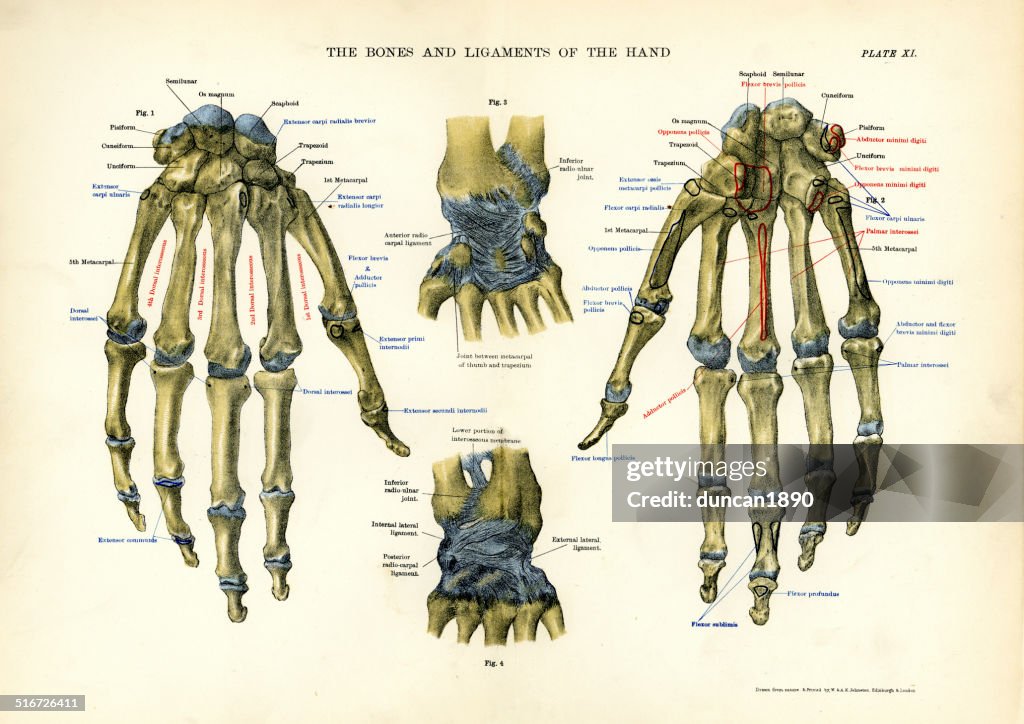 Hand Skeleton Anatomy Phalanges Of The Hand: Anatomy And Function